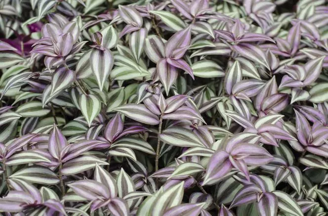 Раирана висяща=Tradescantia pendula - Tradescantia zebrina=Zebrina pendula