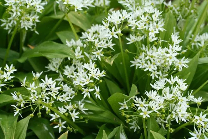 Yabani sarımsak - Allium ursinum