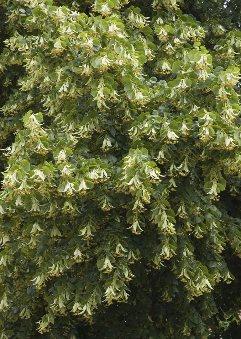 Tilia cordata=Tilia parviflora