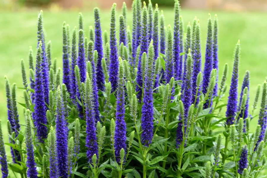 Speedwell - Veronica spicata