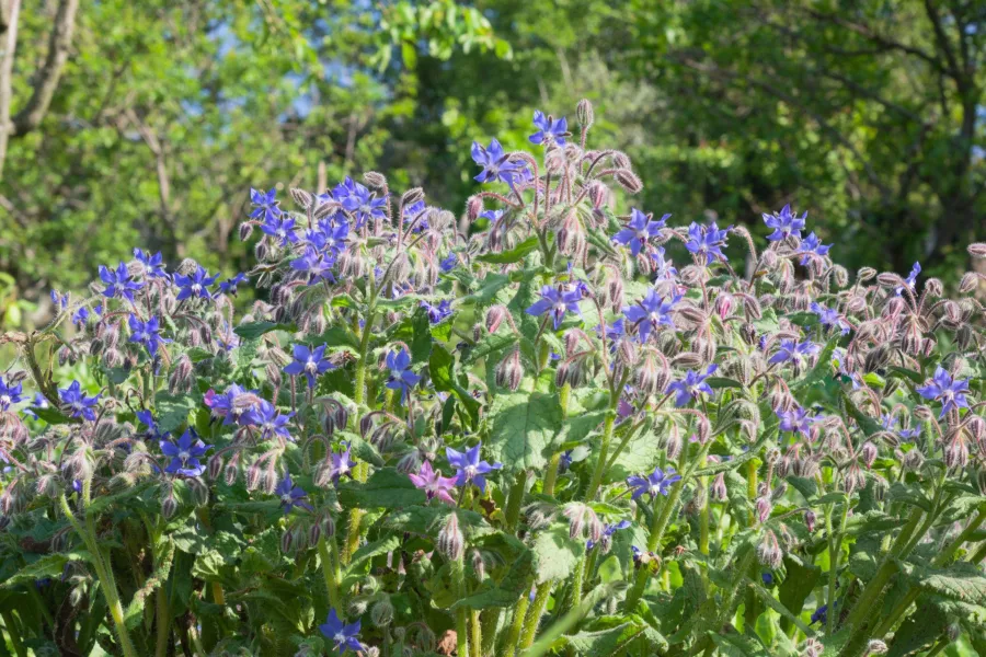 Пореч - Borago officinalis