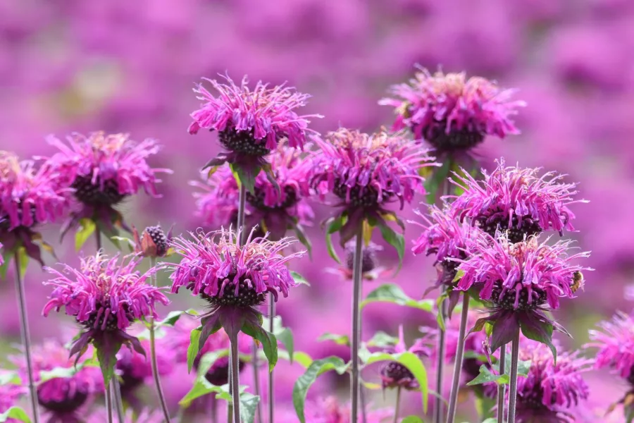 Scarlet monkhead=двойна монарда - Monarda didyma