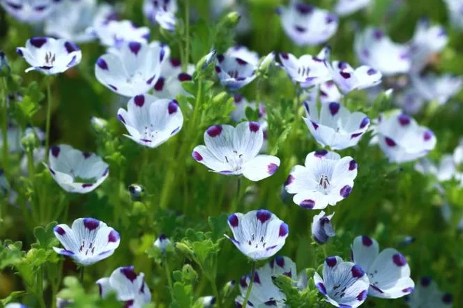 Nemophila maculata