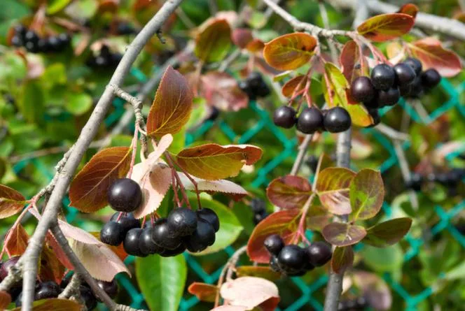 Голяма арония=Черна арония - Aronia melanocarpa=Aronia nigra