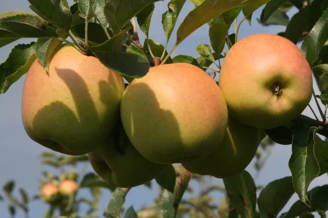 Ябълково дърво "Golden Delicious Reinders" - Malus domestica "Golden Delicious Reinders"