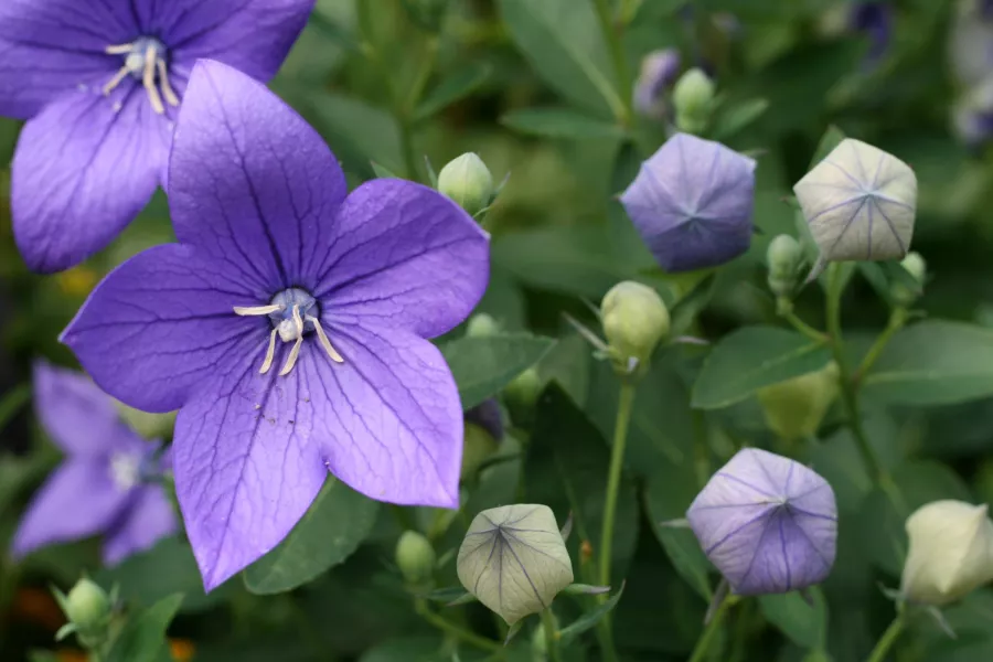 Едроцветен разтвор - Platycodon grandiflorus