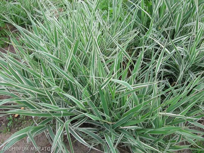 Тръстикова канарческа трева 'Picta' - Phalaris arundinacea 'Picta'