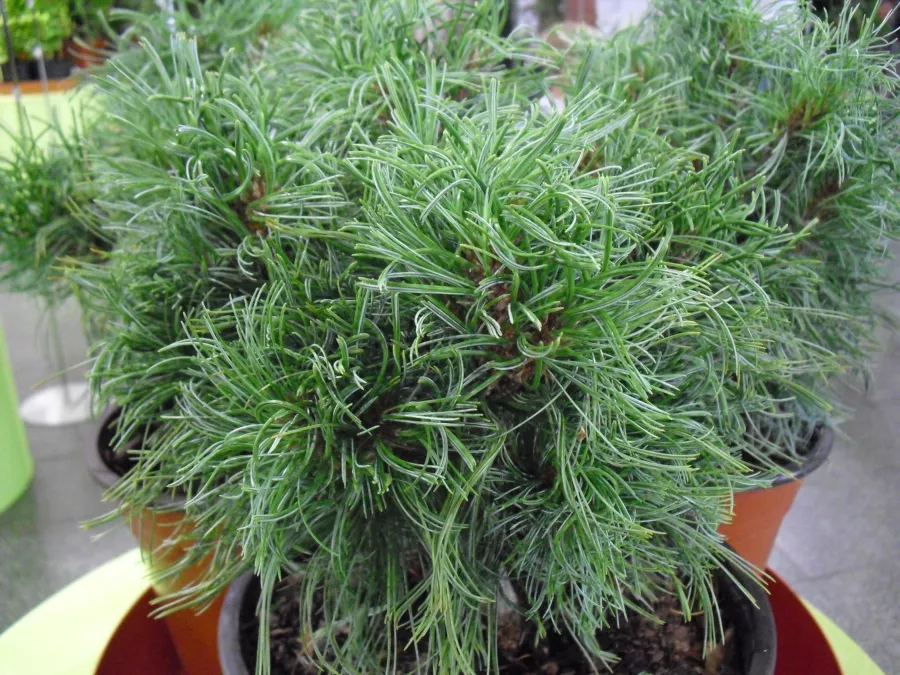 Beyaz Çam 'Yeşil Büküm'='Yeşil Bukleler' - Pinus strobus 'Yeşil Büküm'='Yeşil Bukleler'