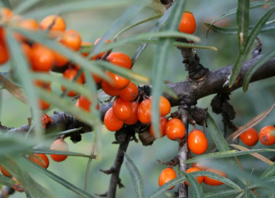 Морски зърнастец - Hippophae rhamnoides