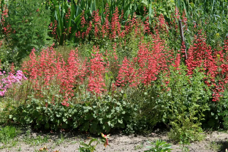 Heuchera x brizoides