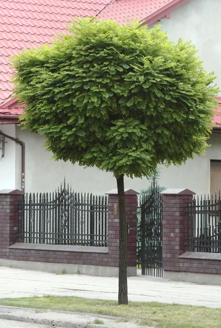 Robinia pseudoacacia 'Umbraculifera'