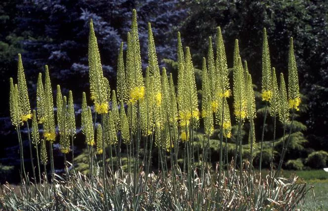 Теснолист пустинен бръмбар - Eremurus stenophyllus