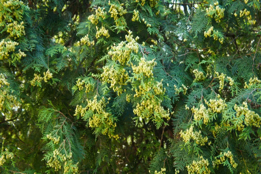 Thuja occidentalis 'Holmstrup'