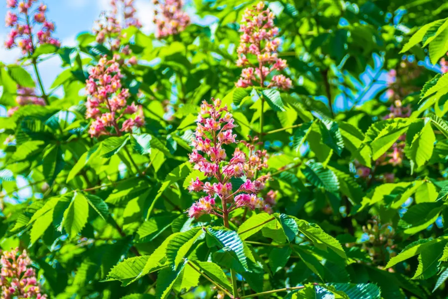 Червен кестен 'Briotii' - Aesculus carnea 'Briotii'