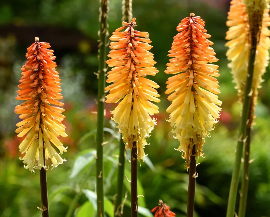 Тритома зюмбюл - Kniphofia uvaria