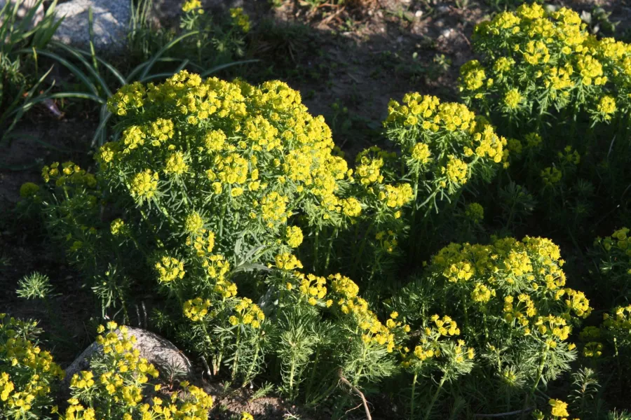 Боров млечница - Euphorbia cyparissias