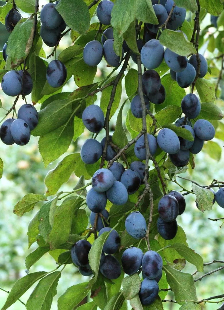 Prunus domestica 'Hungary Common'