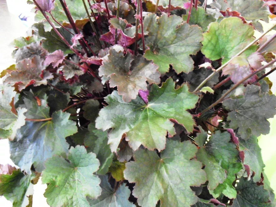 Heuchera 'Alesia'