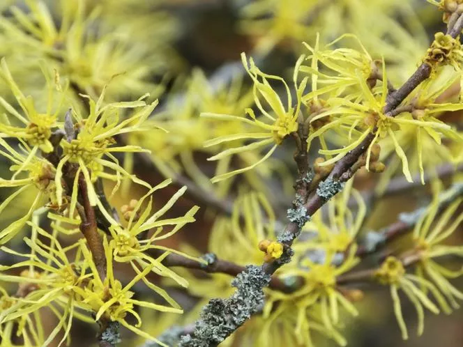 Hamamelis virginiana