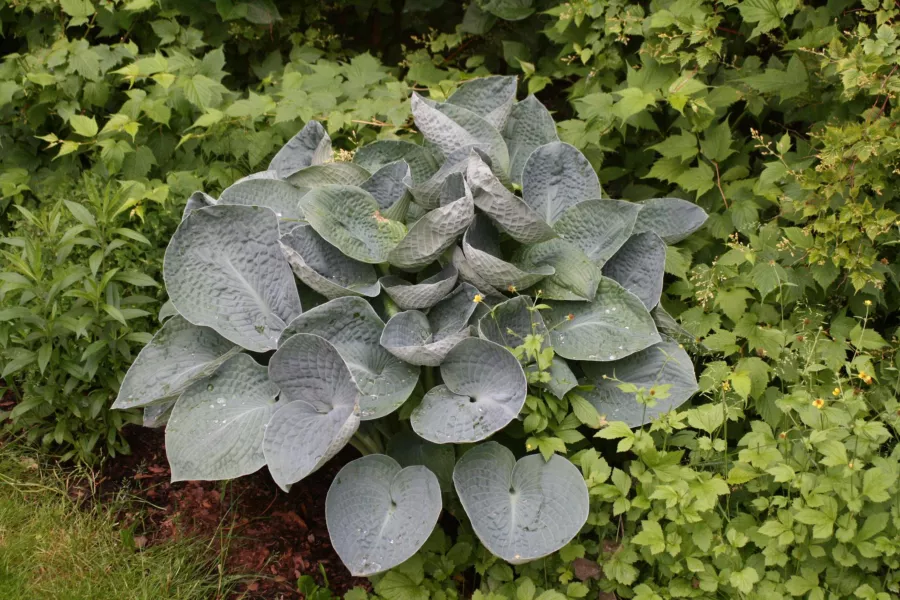 Funkia Albiqua 'Drinking Gourd' - Hosta Albiqua 'Drinking Gourd'