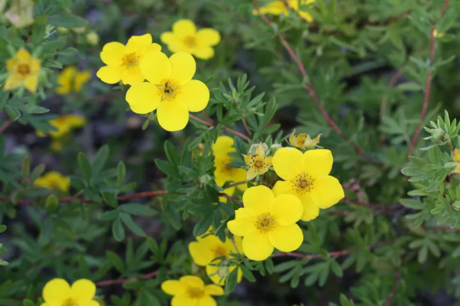 Храст тинтява - Potentilla fruticosa