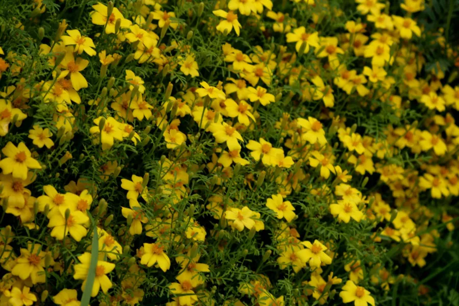Tagetes tenuifolia
