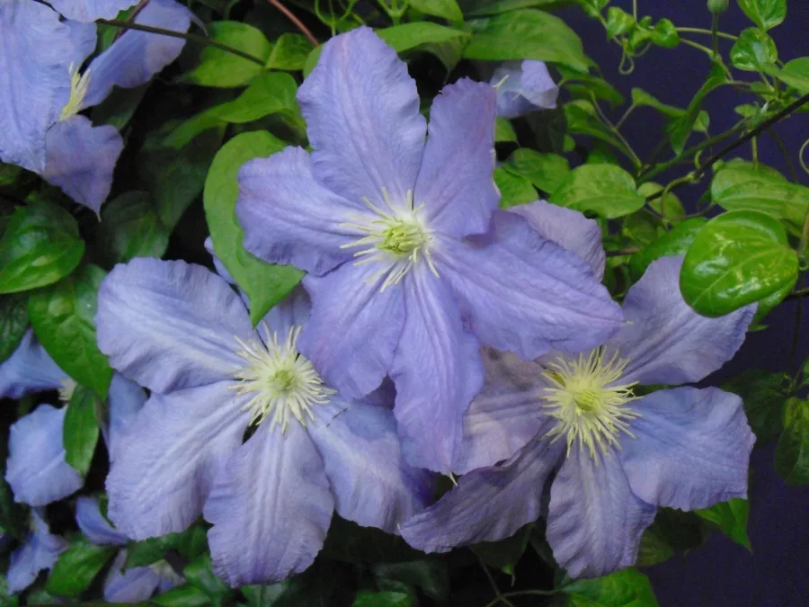 Clematis 'Vistula'PBR - Clematis 'Vistula'PBR