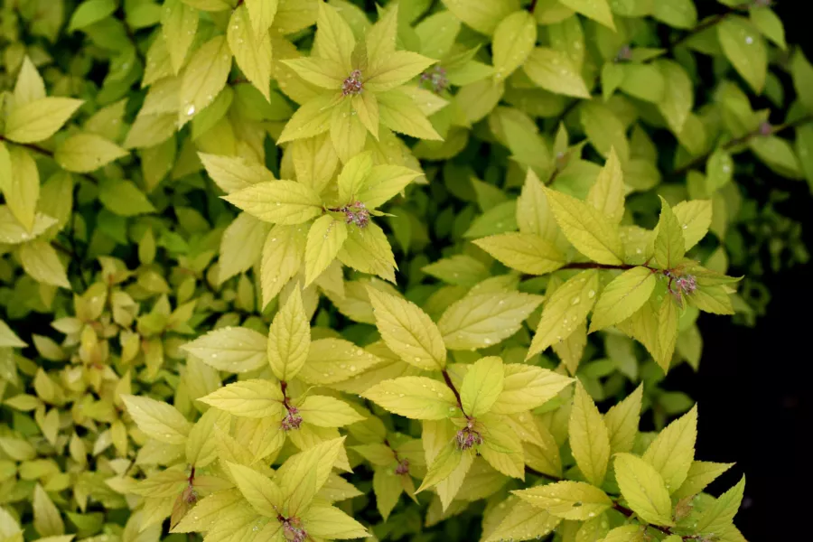 Spiraea japonica 'Lisp'PBR (GOLDEN PRINCESS)=Spiraea x bumalda 'Lisp'PBR (GOLDEN PRINCESS)