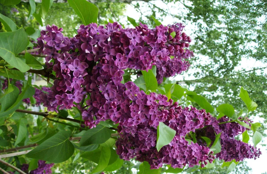 Syringa vulgaris 'Ludwik Spaeth' ('Andenken an Ludwig Späth')