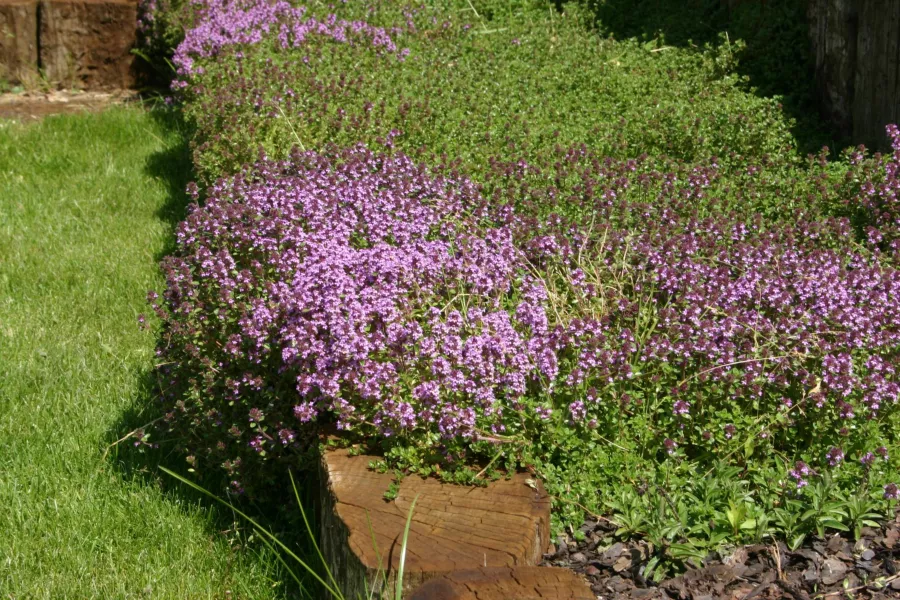 Пясъчна мащерка - Thymus serpyllum