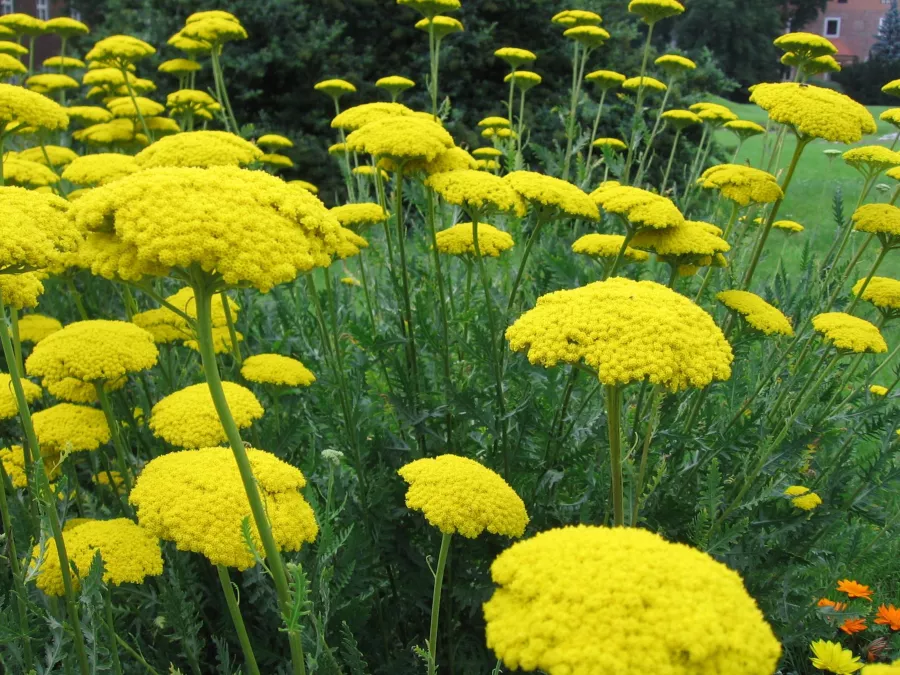 Бял равнец - Achillea filipendulina