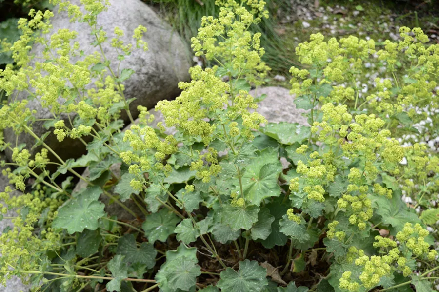 Дамска мантия - Alchemilla mollis=Alchemilla acutiloba