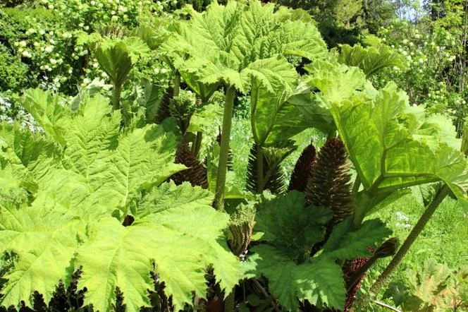 Gunnera гигант - Gunnera manicata