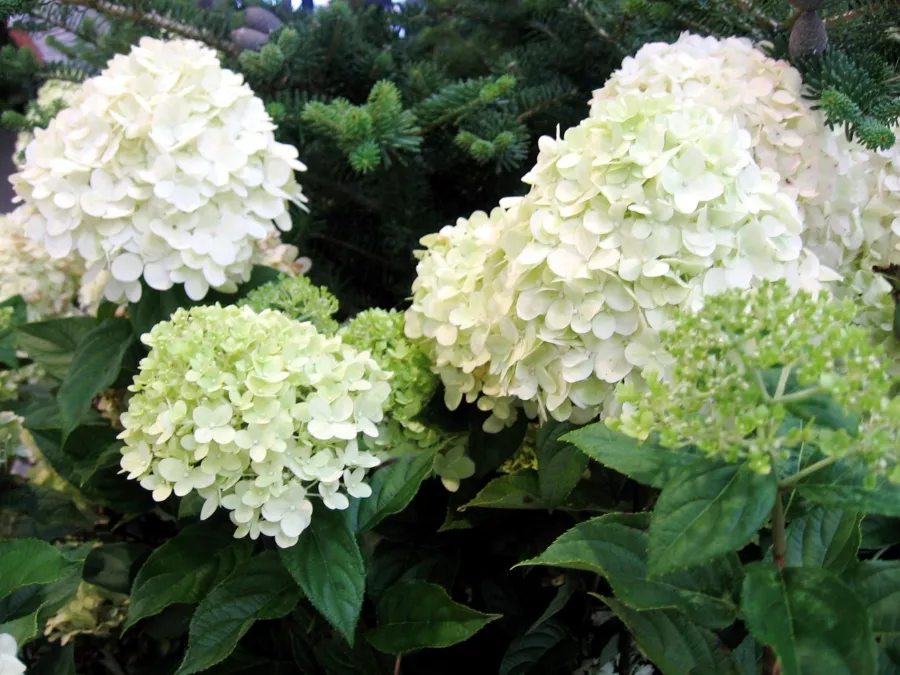 Хортензия Лаймлайт - Hydrangea paniculata 'Limelight'