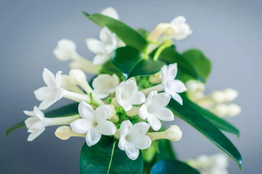 Букет Стефанотис - Stephanotis floribunda