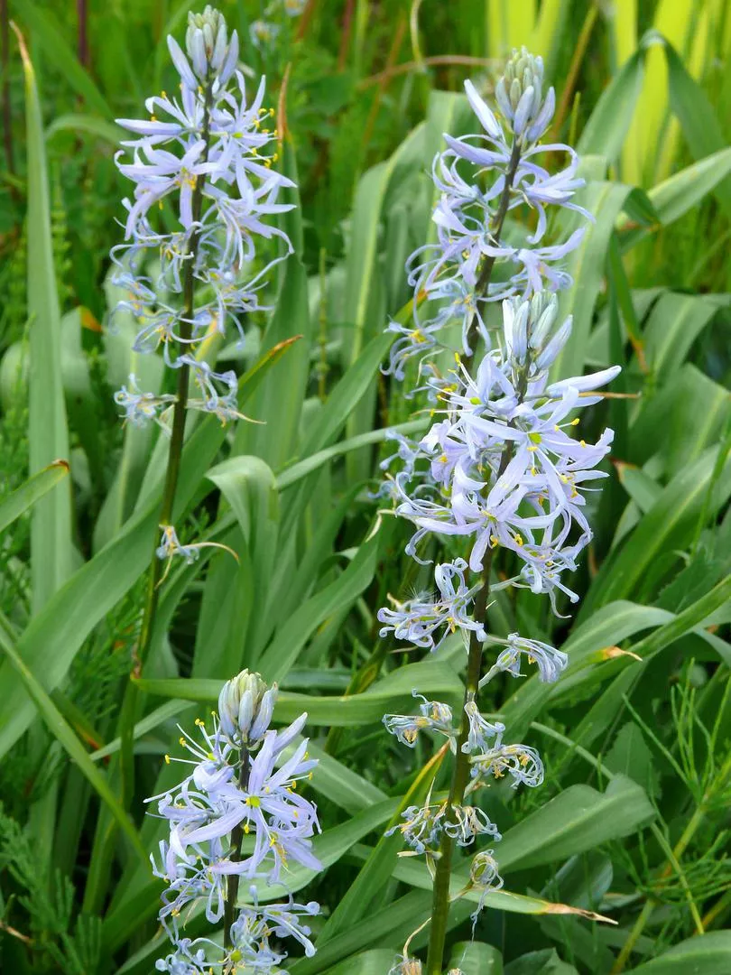 Камасия Кусика - Camassia cusickii