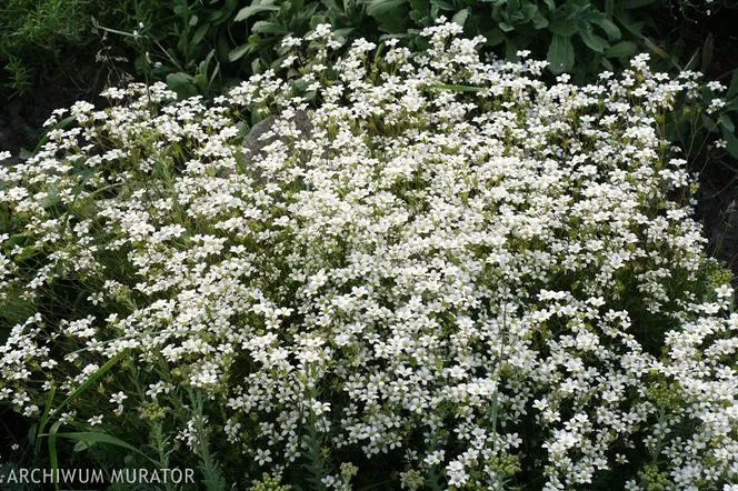 Saxifrage Hosta - Saxifraga hostii