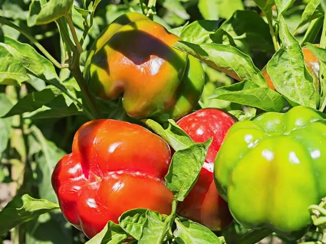 Едногодишен пипер - Capsicum annuum