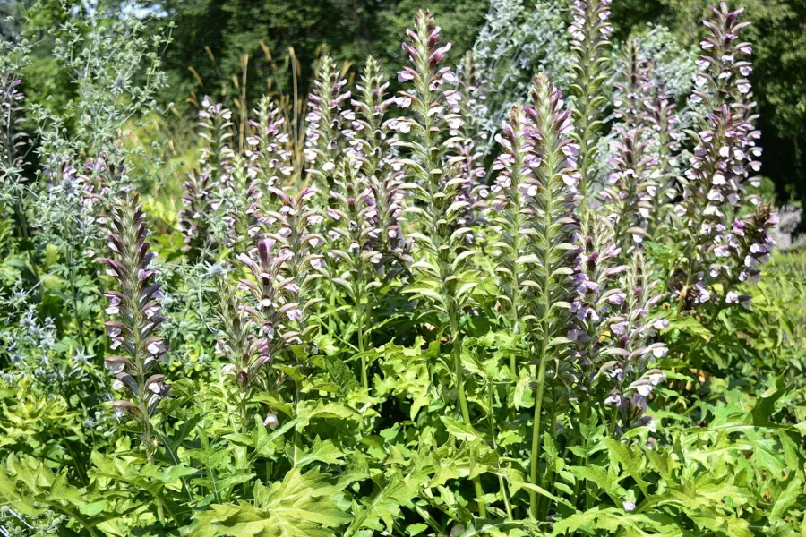 Мек акант - Acanthus mollis