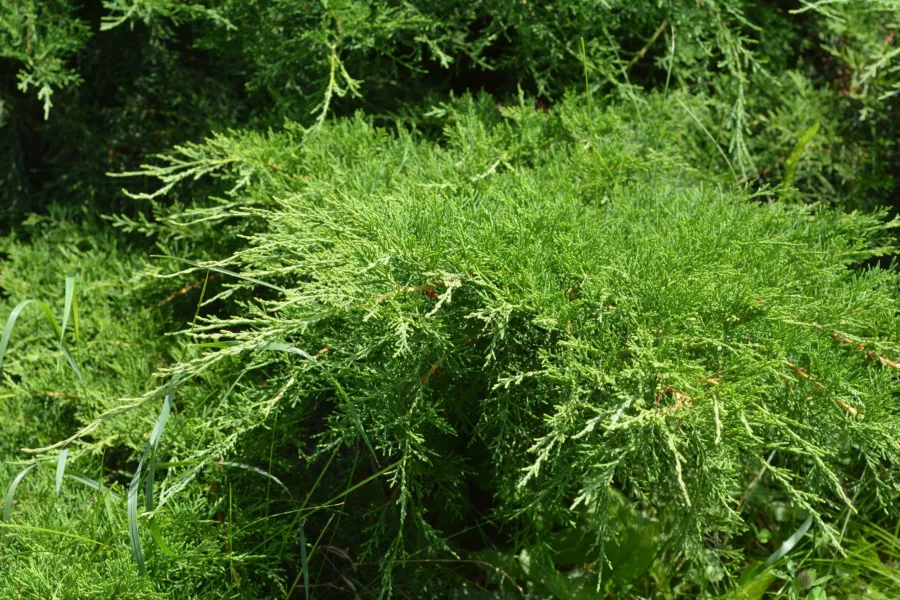 Juniperus virginiana 'Grey Owl'