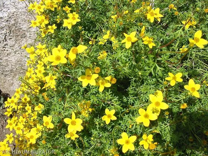 Bidens ferulifolia