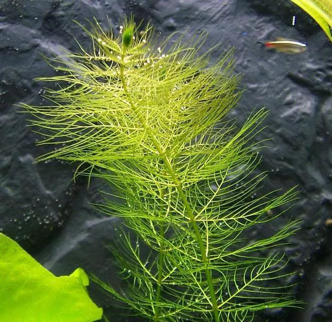 Полынь мутовчатая - Myriophyllum verticillatum