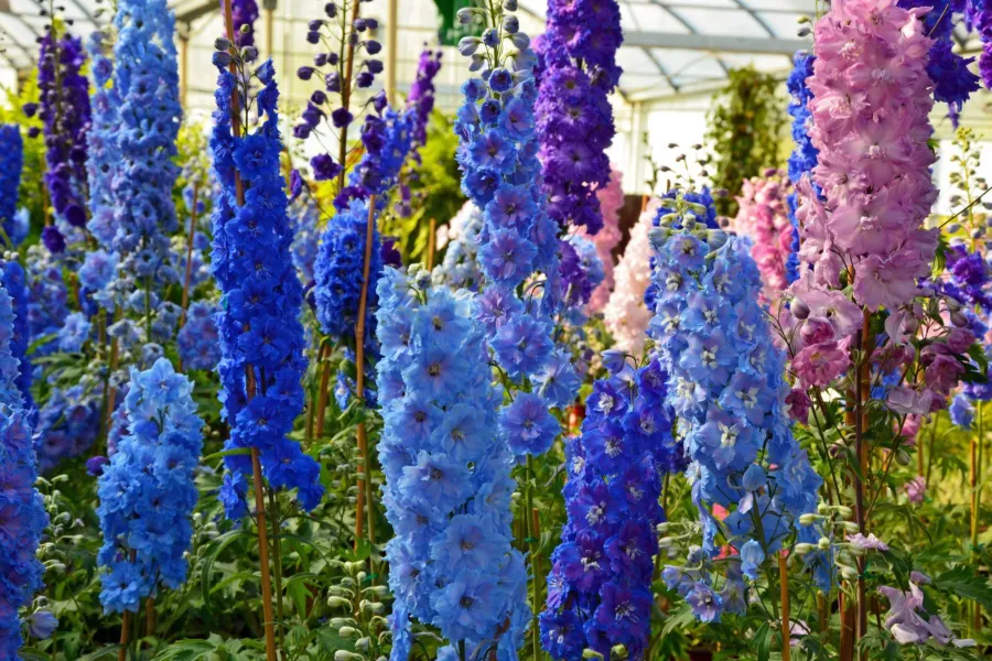 Skřivánek zahradní - Delphinium × cultorum