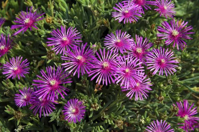 Delosperma - Delosperma