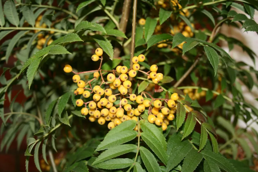 Rowan 'Flanrock' AUTUMN SPIRE - Sorbus 'Flanrock' AUTUMN SPIRE