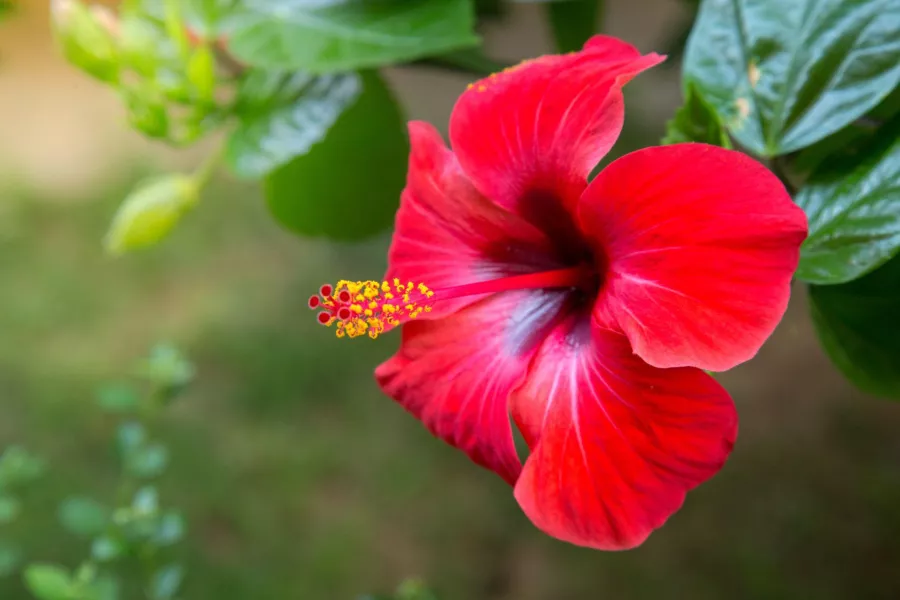 Китайска роза=хибискус=хибискус - Hibiscus rosa-sinensis