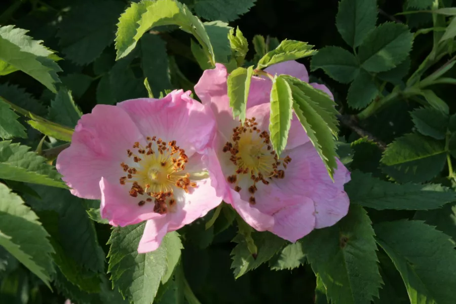 Червена роза=R. scotch - Rosa rubiginosa=Rosa eglanteria