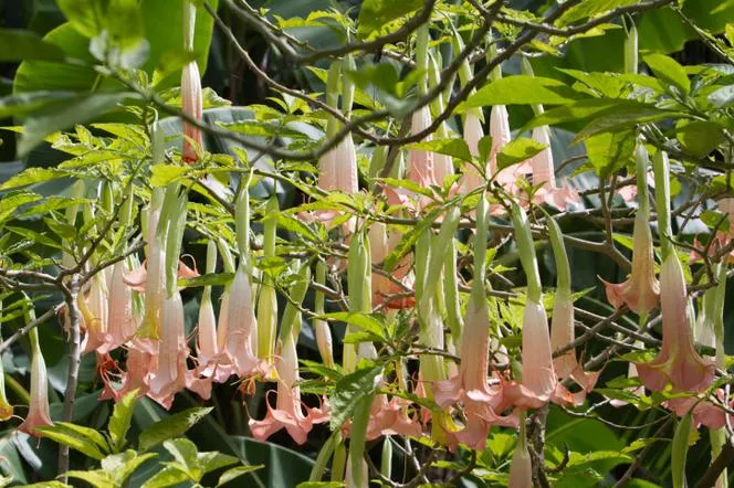 Datura=Brugmansia - Datura=Brugmansia