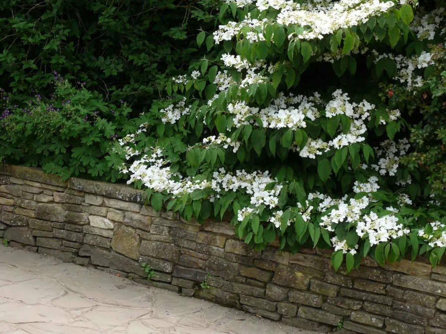 Viburnum plicatum 'Mariesii'