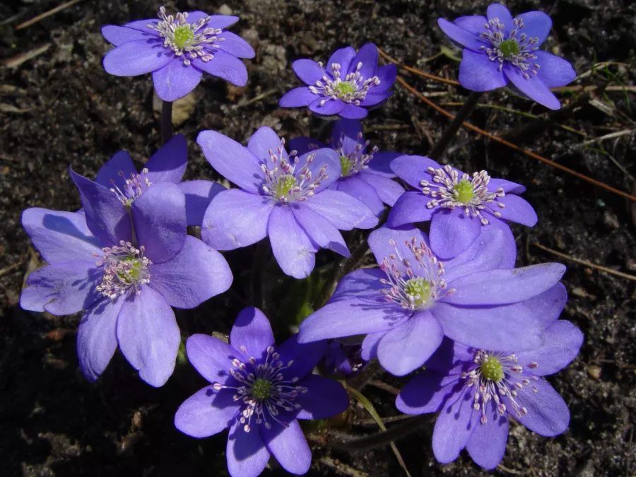 Hepatica nobilis